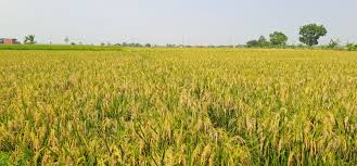 Ilustrasi sawah.(Internet)