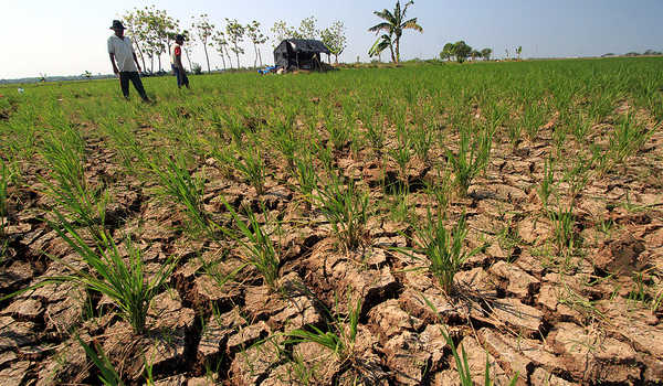 Ilustrasi sawah kering karena kemarau. Foto : Ist