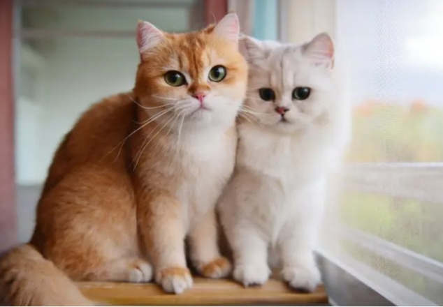 Ilustrasi. Foto : Ist