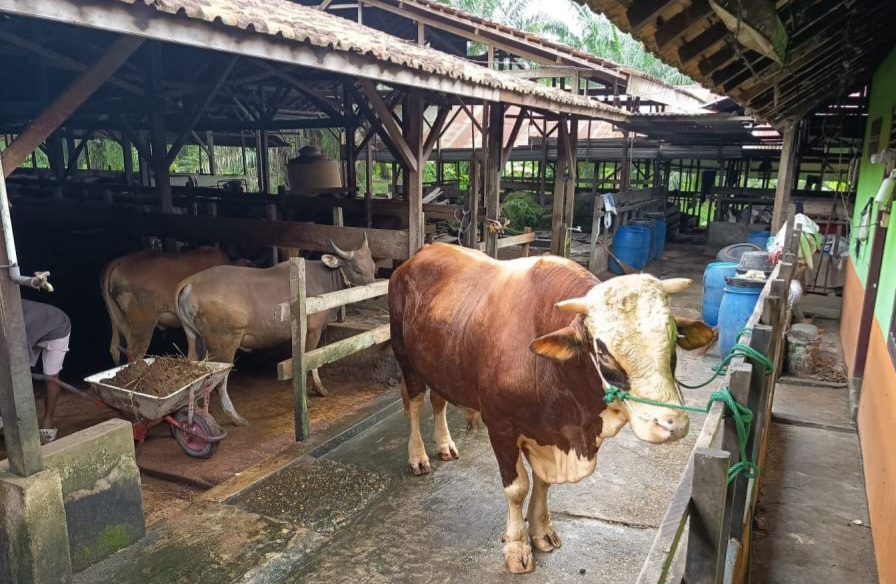 Ilustrasi. Foto : Ist