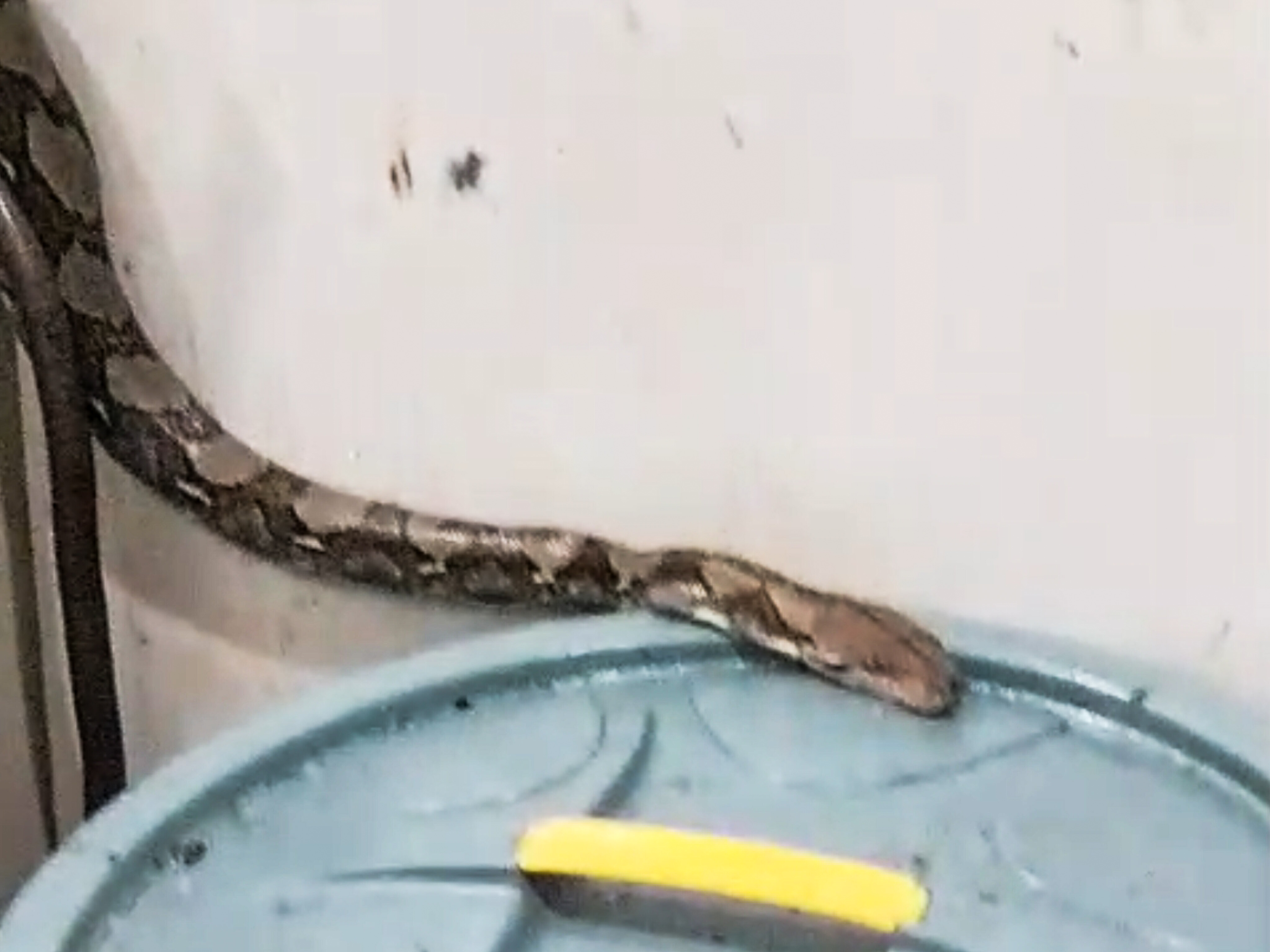 Ular sanca berukuran besar di dapur rumahnya, Selasa (28/4) pagi. (Ist)