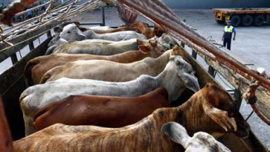 Ilustrasi. Foto : Ist