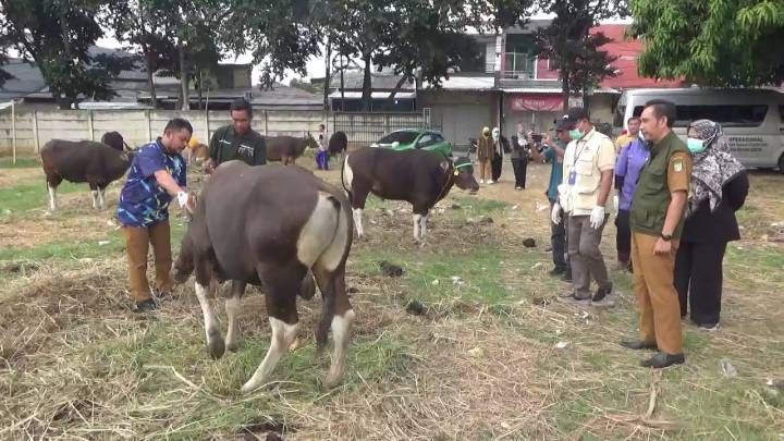 Petugas Pemkot Tangerang Sidak Lapak Hewan Kurban Menjelang Iduladha 1447 H, pastikan kelayakan syariat dan kesehatan.
