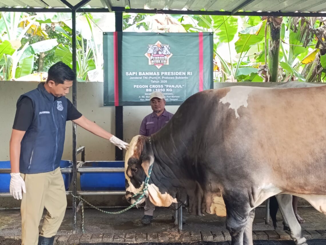 Panjul sapi qurban Presiden Prabowo untuk Kota Tangsel. Foto : Ist