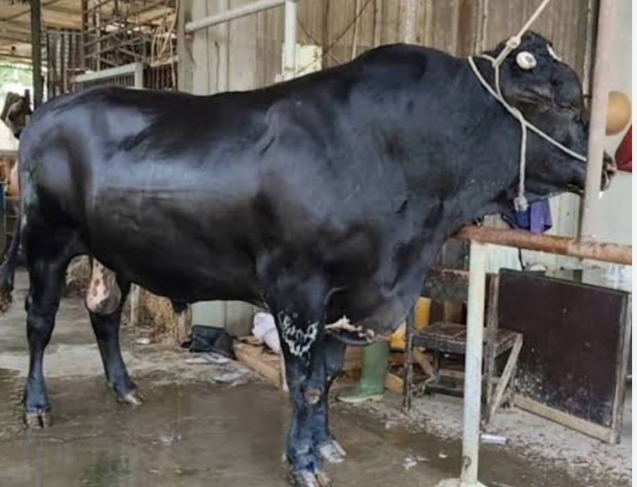 Sapi Sambo Hitam Presiden Prabowo seberat 1.1 Ton berasal dari Cipondoh Kota Tangerang. Foto : Ist