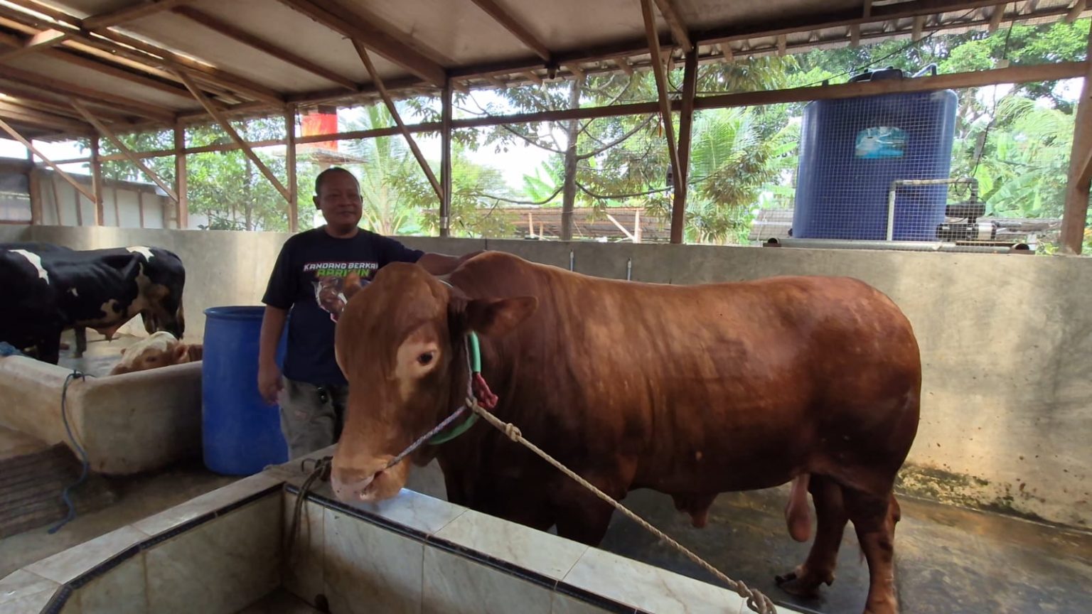 Sapi kurban Presiden Prabowo untuk Serang. Foto : Ist