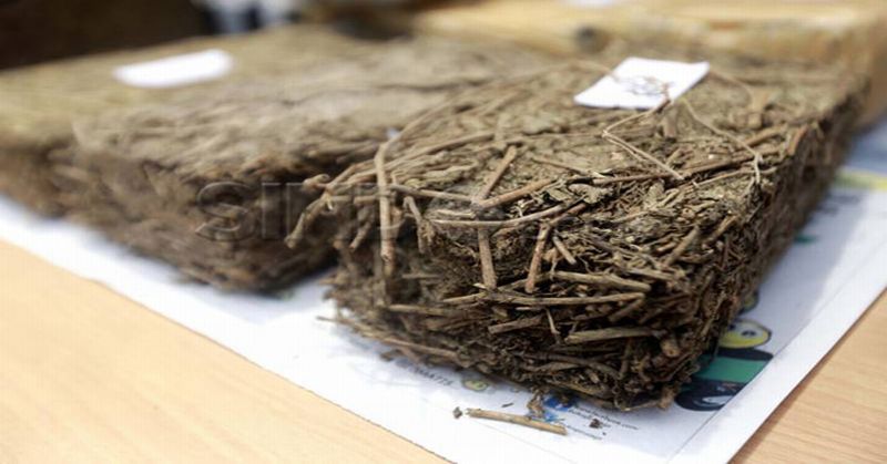 Ilustrasi paket ganja seberat 1 kg. Foto : Ist