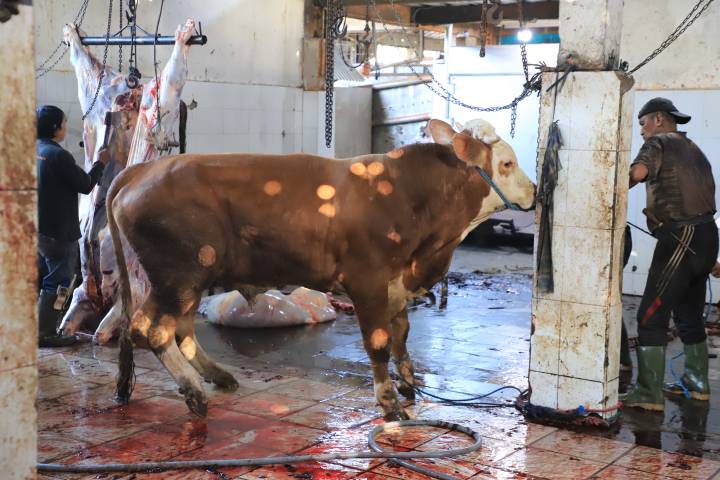 Suasana pemotongan hewan kurban di Rumah Potong Hewan (RPH) Bayur Kecamatan Periuk, Kota Tangerang, Kamis (28/5).