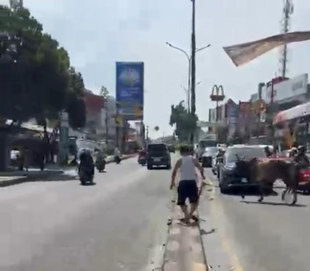 Sapi Kurban lepas di Jalan Ir H Djuanda, Pisangan, Kecamatan Ciputat Timur, Rabu (27/5).