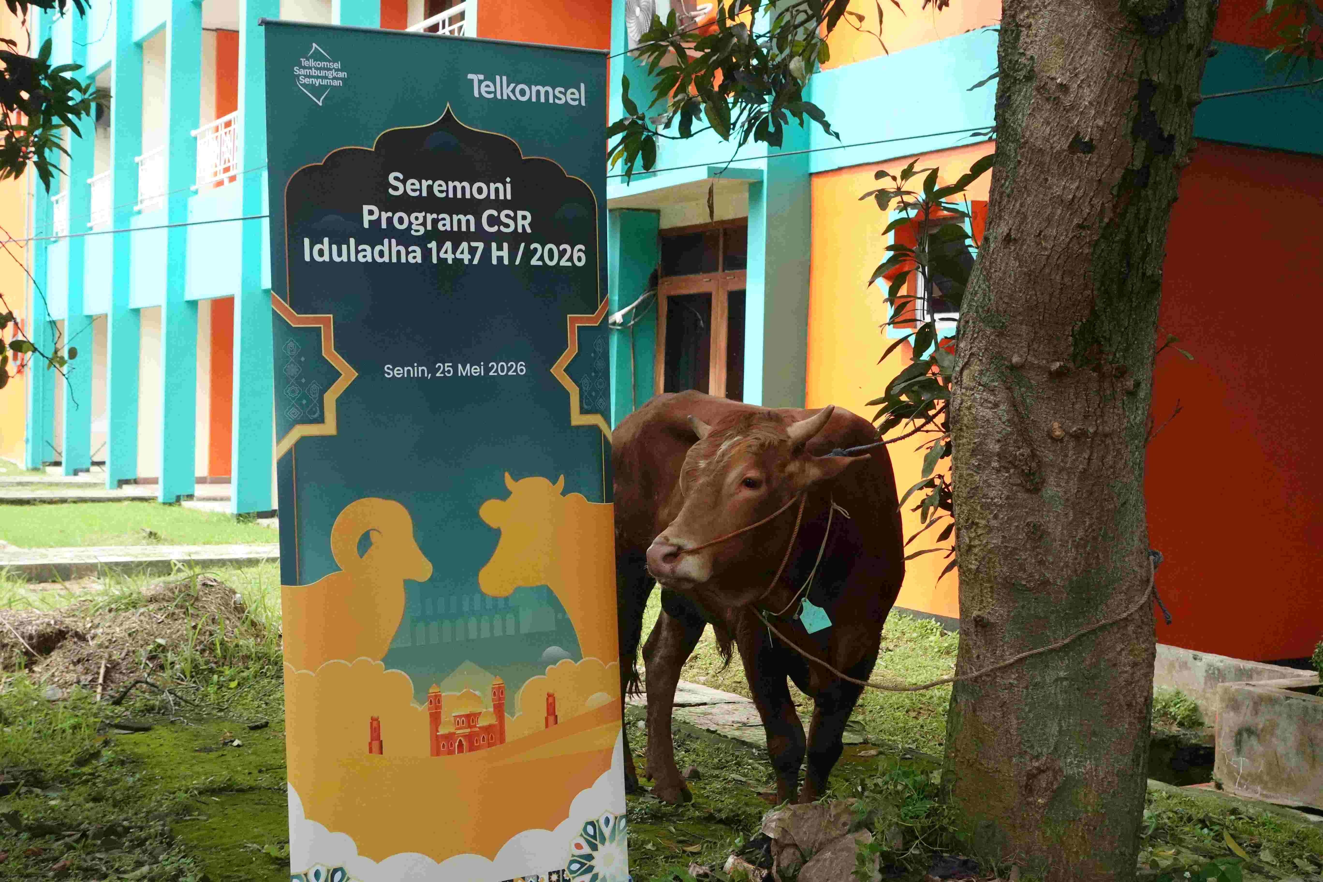 Telkomsel menyalurkan bantuan hewan kurban kepada masyarakat melalui program CSR Sambungkan Senyuman di berbagai wilayah Indonesia, Kamis (28/5/2026).(Istimewa)