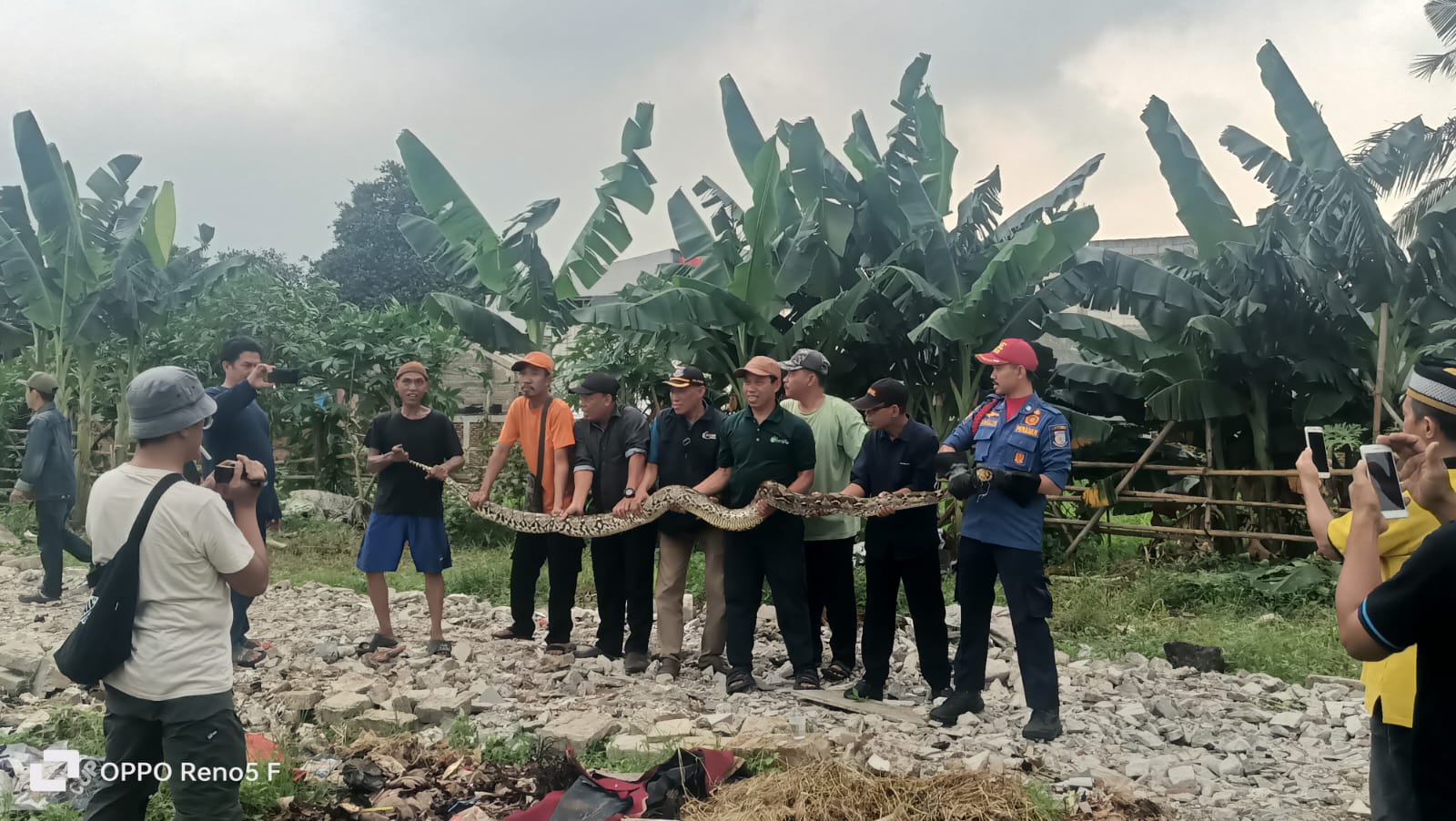 Ular sanca panjang 5 meter menggegerkan warga di Jurang Mangu Barat, Pondok Aren. Foto : Ist