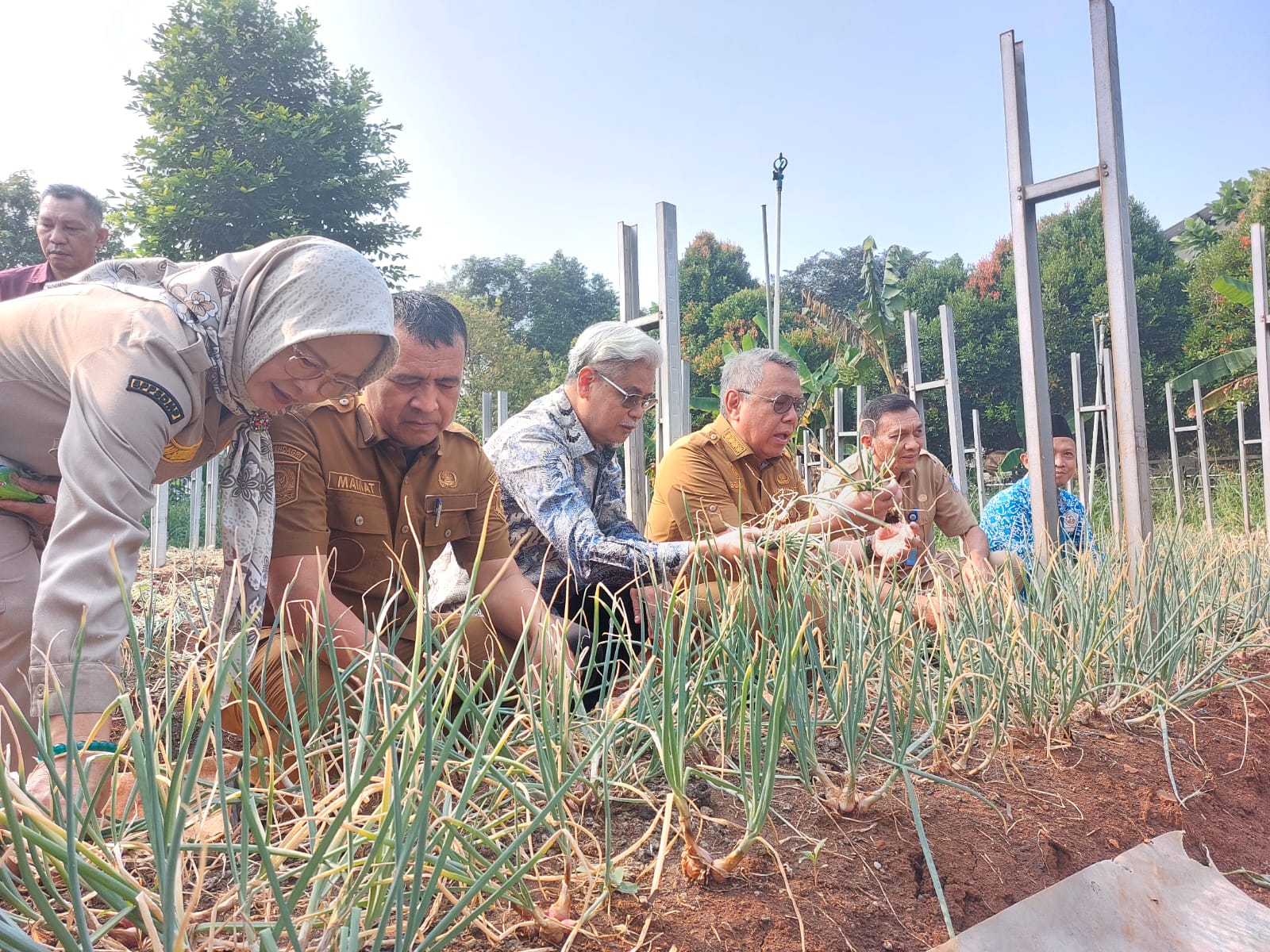 Wali Kota Tangsel, Benyamin Davnie saat memanen bawang merah di Balai Penyuluhan Pertanian (BPP) Jombang, Ciputat, Selasa (9/6).