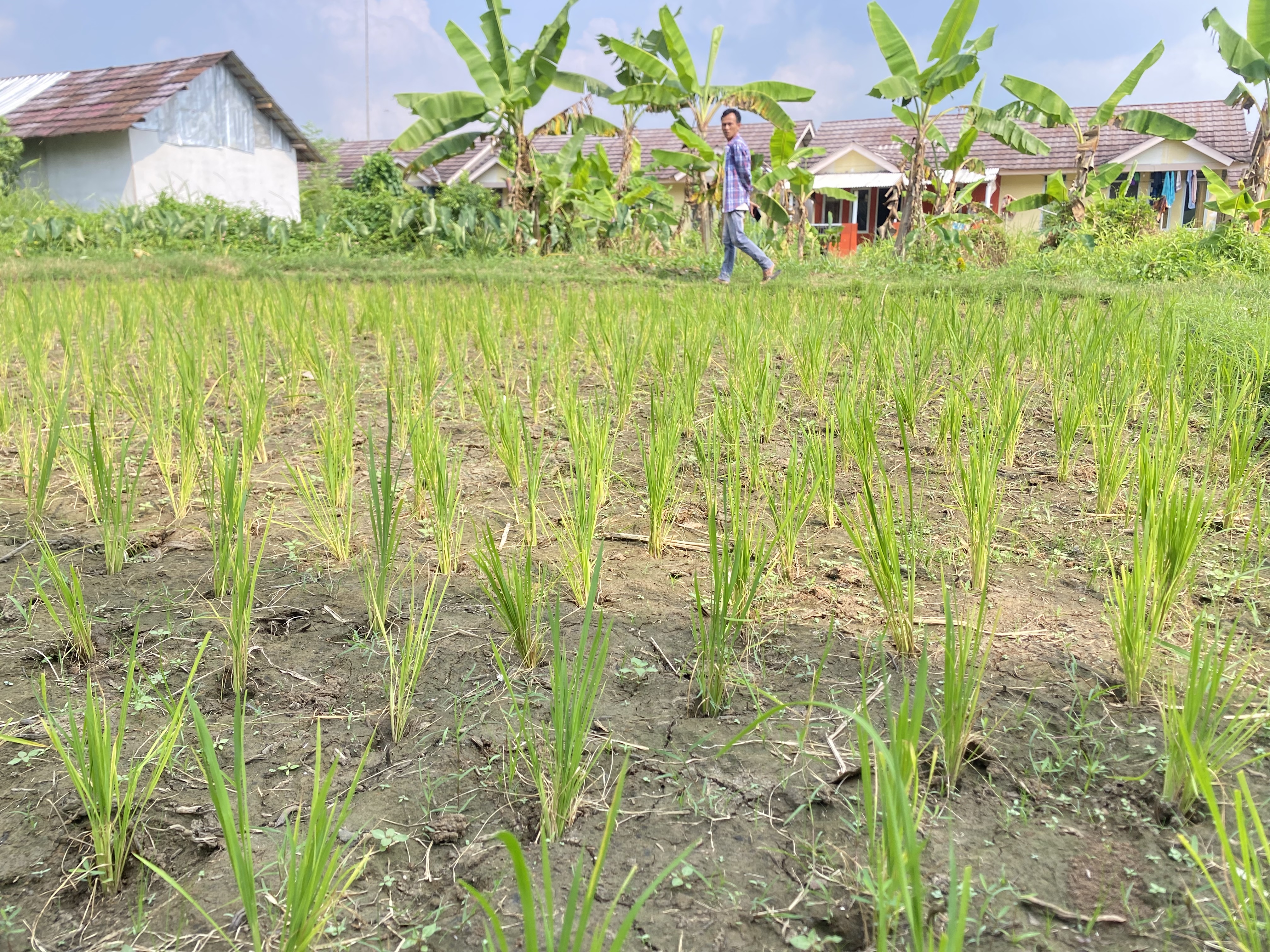 SAWAH DILANDA KEKERINGAN. Kondisi sawah yang sudah ditanami padi di wilayah Kecamatan Panimbang, Kabupaten Pandeglang, terlihat kering dan retak-retak akibat tak ada pasokan air yang dapat dialirkan ke pesawahan. (NIPAL SUTIANA/TANGSEL POS)
