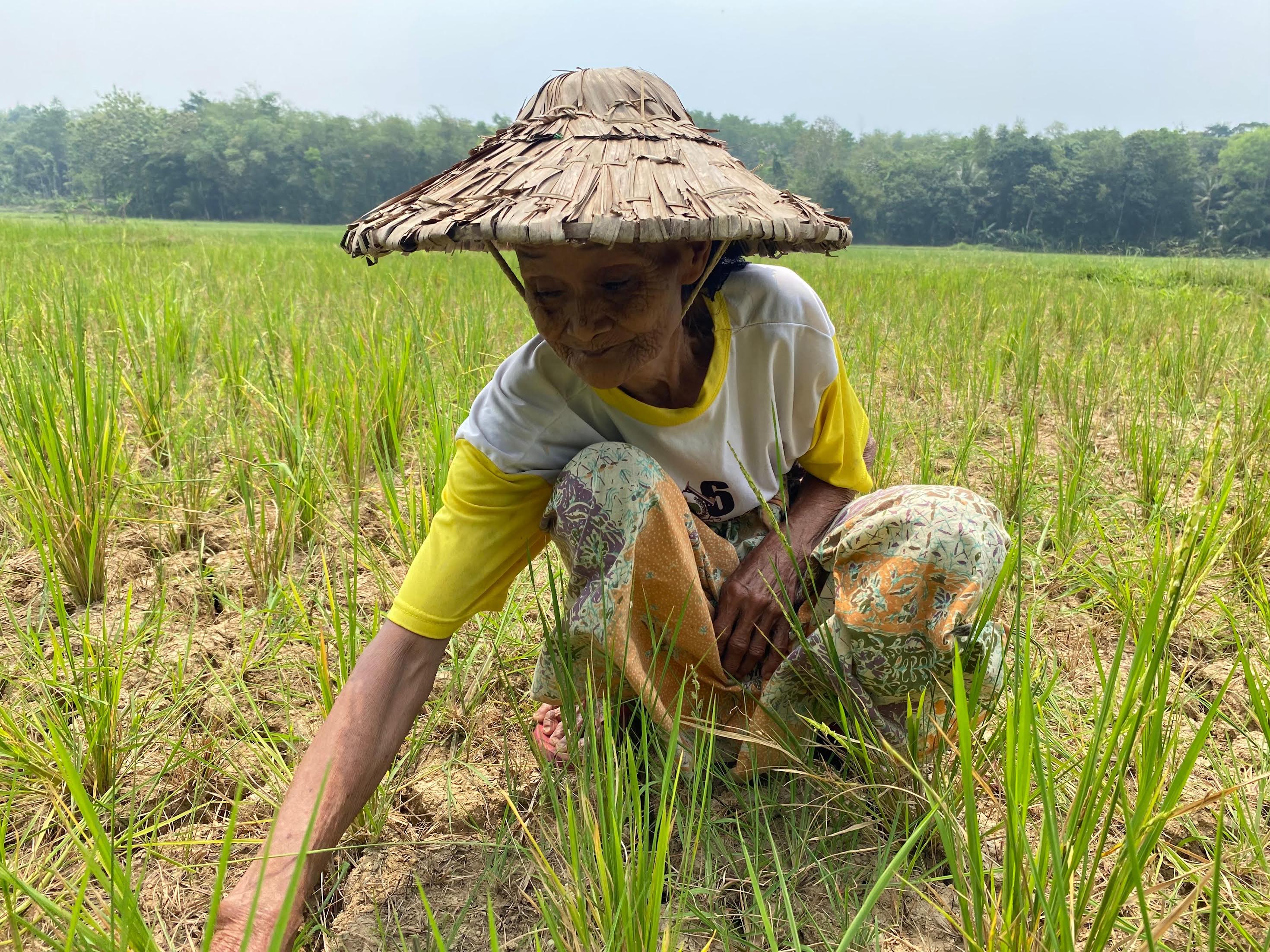 KONDISI SAWAH. Murnah (75), warga Kampung Cipasung, Desa Sukarendah, Kecamatan Warunggunung, Kabupaten Lebak, Banten, menunjukkan kondisi sawah yang mengering akibat kemarau, Kamis (20/8). (ISTIMEWA)
