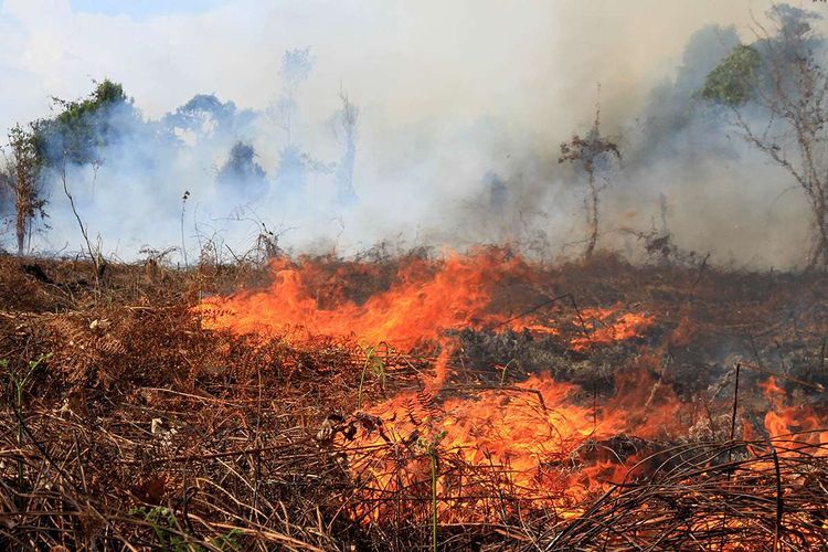 Ilustrasi Kebakaran hutan. Foto : Ist