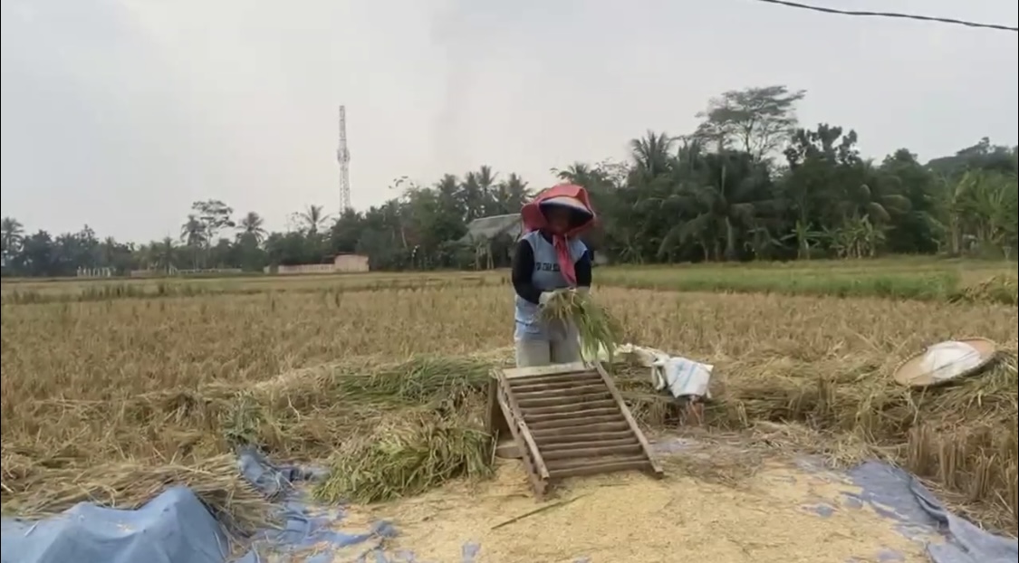 MEMANEN PADI. Petani di Kampung Cibungur, Desa Rangkasbitung Timur, Kabupaten Lebak, sedang memanen padi lebih awal dari biasanya, karena sawah mereka mengalami kekeringan akibat saluran irigasi mengering selama musim kemarau, Senin (10/8).