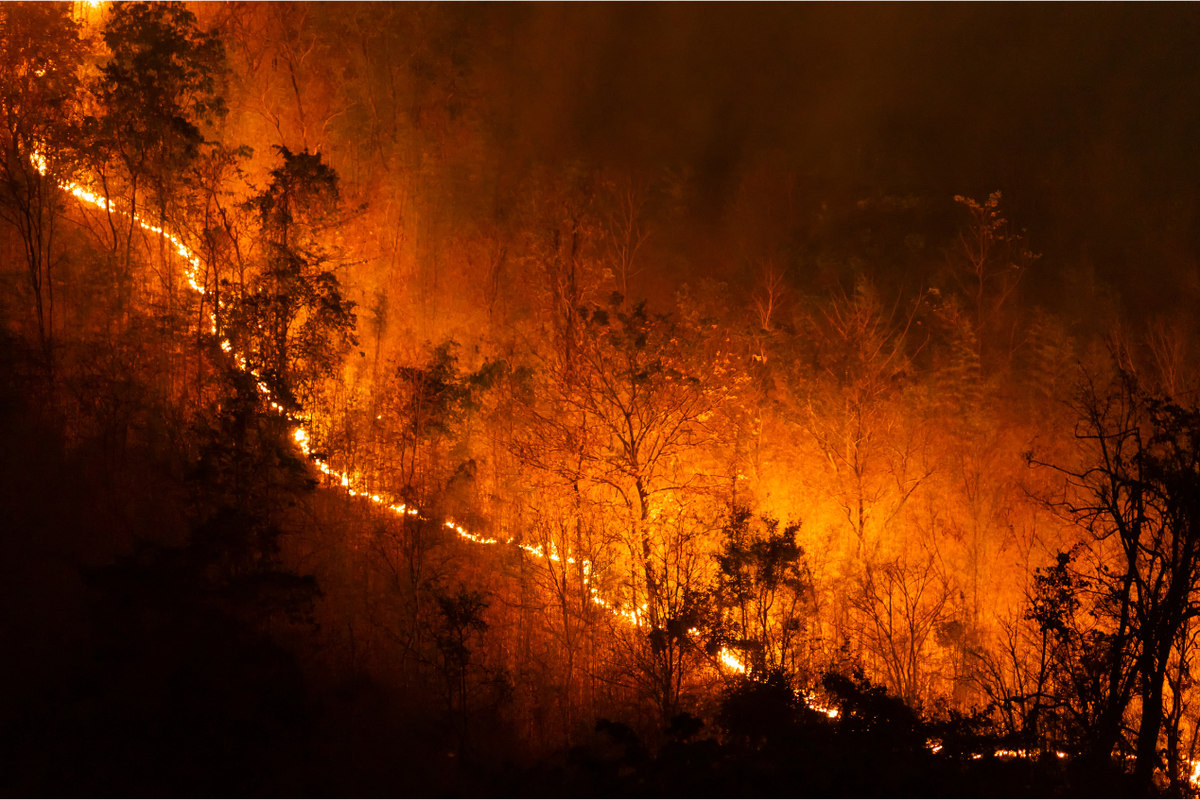 Kebakaran di Kalimantan. Foto : Ist