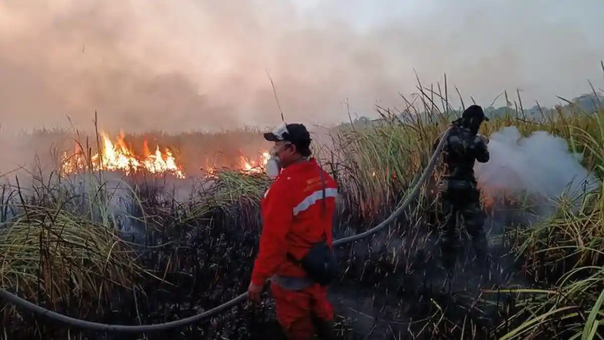 Kebakaran di Taman Nasional Way Kambas, Kabupaten Lampung Timur. Foto : Ist