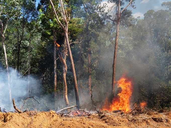 Kebakaran hutan di Papua Selatan.(Foto: Ist).