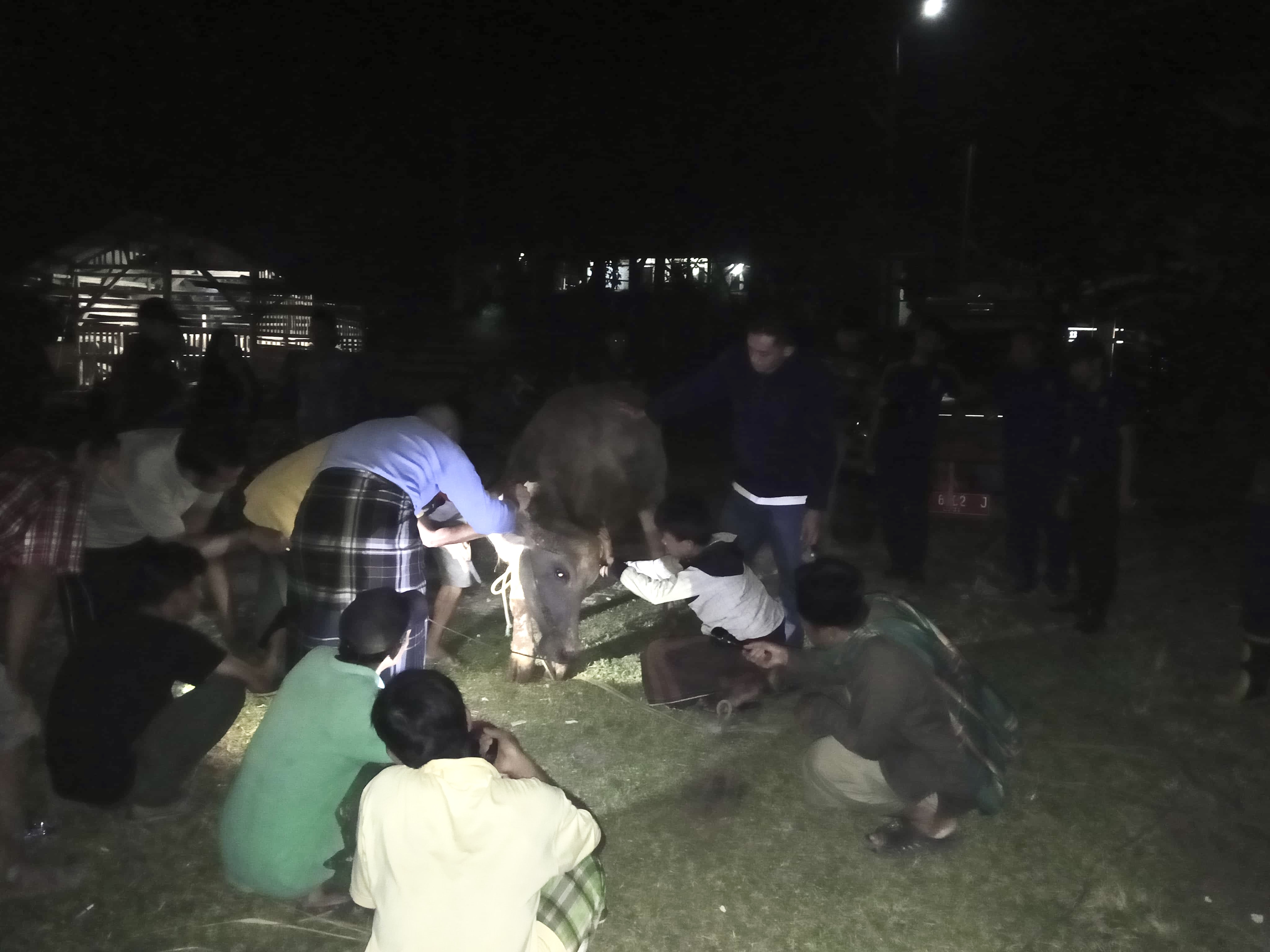 EVAKUASI. Kerbau yang terperosok ke sumur dengan kedalaman 8 meter, berhasil dievakuasi oleh pihak BPBDPK Pandeglang, kemarin. (ISTIMEWA)