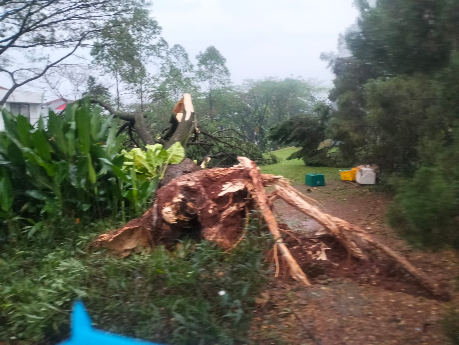 Petugas melakukan evakuasi pohon tumbang di Jelupang, Serpong Utara, Tangsel, Senin (04/08/2025). (Ist)