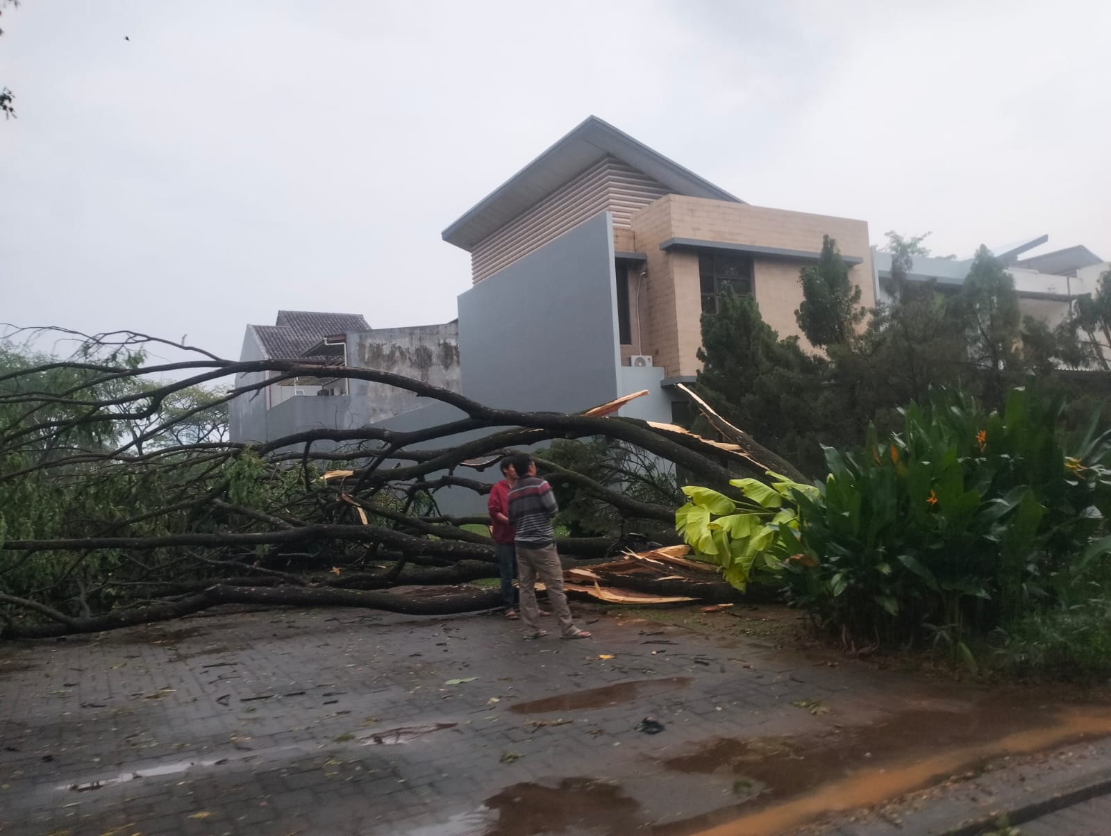 Petugas melakukan evakuasi pohon tumbang di Jelupang, Serpong Utara, Tangsel, Senin (04/08/2025). (Ist)