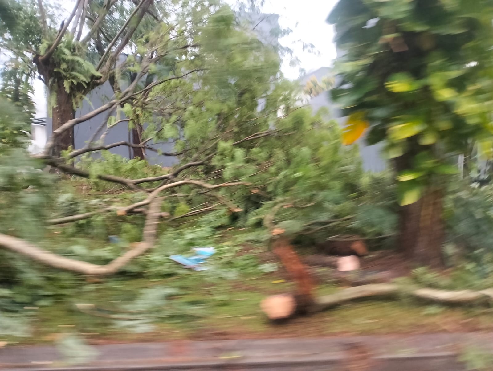 Petugas melakukan evakuasi pohon tumbang di Jelupang, Serpong Utara, Tangsel, Senin (04/08/2025). (Ist)