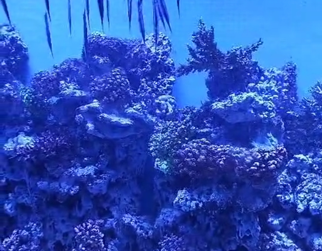 Akuarium raksasa Oceanarium BXSea di Mall Bintaro Jaya Xchange. (tangselpos.id/irm)