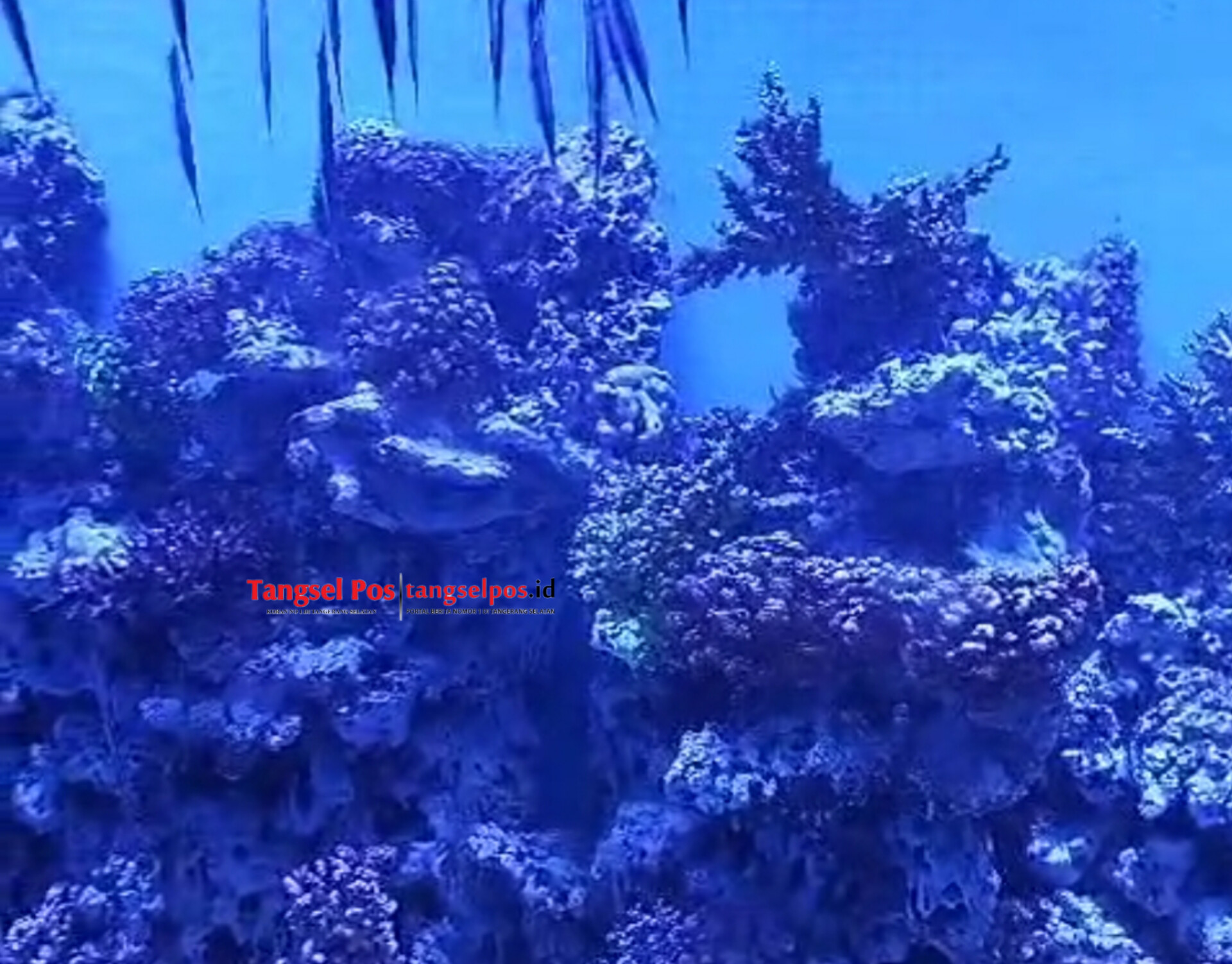 Akuarium raksasa Oceanarium BXSea di Mall Bintaro Jaya Xchange. (tangselpos.id/irm)