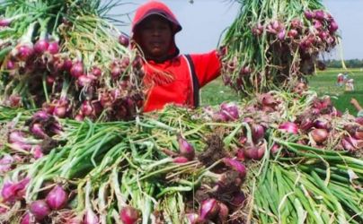 Ilustrasi Panen bawang merah. (Ist)