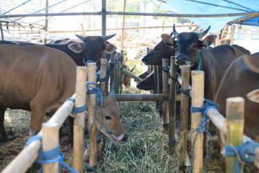 Sapi-sapi Masih Dalam Pengawasan Wabah PMK di Tangerang. (tangselpos.id/sh)