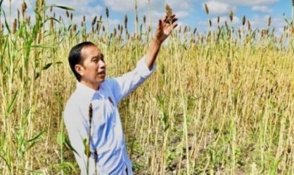 Presiden Joko Widodo saat panen sorghum di NTB. (Dok. Setpres)