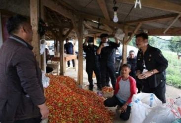 Mentan Syahrul Yasin Limpo saat melakukan panen cabe di Desa Sukawangi, Kabupaten Sumedang, Jawa Barat. Foto ; Istimewa