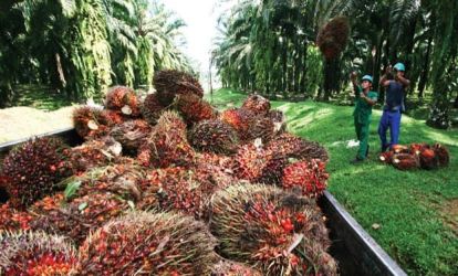 Pekerja sedang memanen kelapa sawit. (Ist)