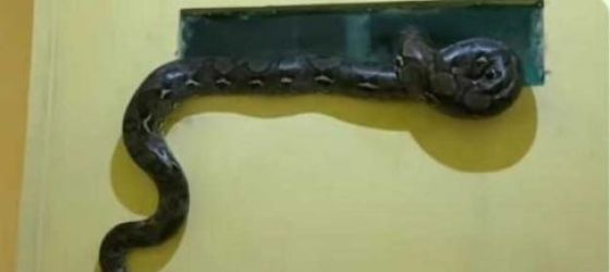 Ular phyton sepanjang 3 meter masuk ke dapur rumah indekos di Serpong. (Ist)