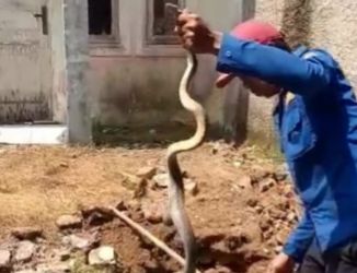 Petugas Damkar sedang mengevakuasi ular kobra yang meresahkan warga di perumahan Ranau Estate, Lebak. Foto : Istimewa
