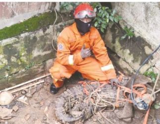 Buaya umur 5 tahun panjang 1.5 meter seberat 50 kg diamankan Petugas Damkar Tangsel. Foto : Istimewa