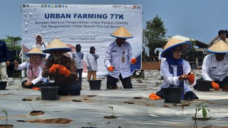 TPID Provinsi Banten melakukan gerakan menanam 77 ribu bibit cabe di Malimping, Lebak. (Foto : Humas Prov Banten)