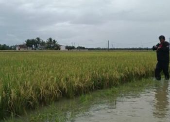 Persawahan di Kecamatan Patia, Pandeglang terendan banjir.