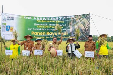 Pj Gubernur Banten Al Muktabar saat panen raya padi di Kabupaten Pandeglang. (Foto : Humas Pemprov)