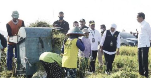Presiden Jokowi saat panen raya di Ngawi, Jawa Timur pada Sabtu (11/3). (Foto : Setpres)