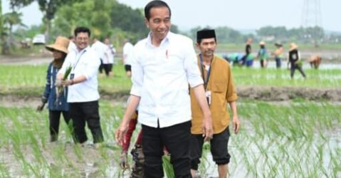 Presiden Jokowi saat melakukan penanawan padi di Tuban, Jawa Timur, Kamis (6/4). (Foto : Setpres)