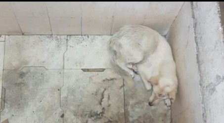 Penampakan anjing di Pondok Betung.  Foto : Ist