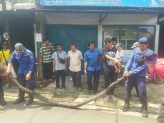 Tim Dinas Pemadam Kebakaran dan Penyelamatan Kota Tangsel Kembali melakukan evakuasi penemuan ular liar di lingkungan warga. Kali ini ular sepanjang 4,5 meter ditemukan warga Perumahan Reni Jaya, Kecamatan Pamulang, Selasa (9/5). (din)