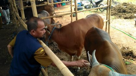 Dinas Ketahanan Pangan, Pertanian dan Perikanan (DKP3) Kota Tangsel, Mereka meminta para pelapak hewan kurban untuk mewaspadai kemunculannya.(dra)