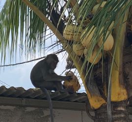 Warga Kampung Kampung Momonggor RT.001/01 Kelurahan Keranggan Kecamatan Setu dibuat resah dengan monyet liar yang masuk ke dalam pemumiman warga.(dra)