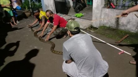 Warga Lengkong Gudang, Kecamatan Serpong, Selasa (19/3) dini hari, menangkap Penangkapan ular sanca batik sepanjang 4 meter.(Dra)