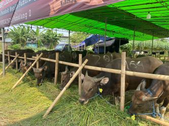 Salah satu lapak penjual hewan kurban yang berada di Pondok Benda, Pamulang, Tangsel.(dra)