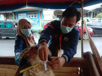Tim dokter hewan dari Distan Banten memasang stiker di leher hewan kurban yang dijual di salah satu lapak di Kabupaten Pandeglang, Senin (26/5/2025).(Istimewa)