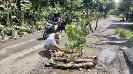 Warga Kampung Sabagi, Desa Pasir Tanjung, Kecamatan Rangkasbitung, Kabupaten Lebak, sedang menanam pohon singkong dan batang pisang di jalan Sabagi-Muncang yang rusak parah, Selasa (8/7).